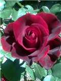 Bordo ruza